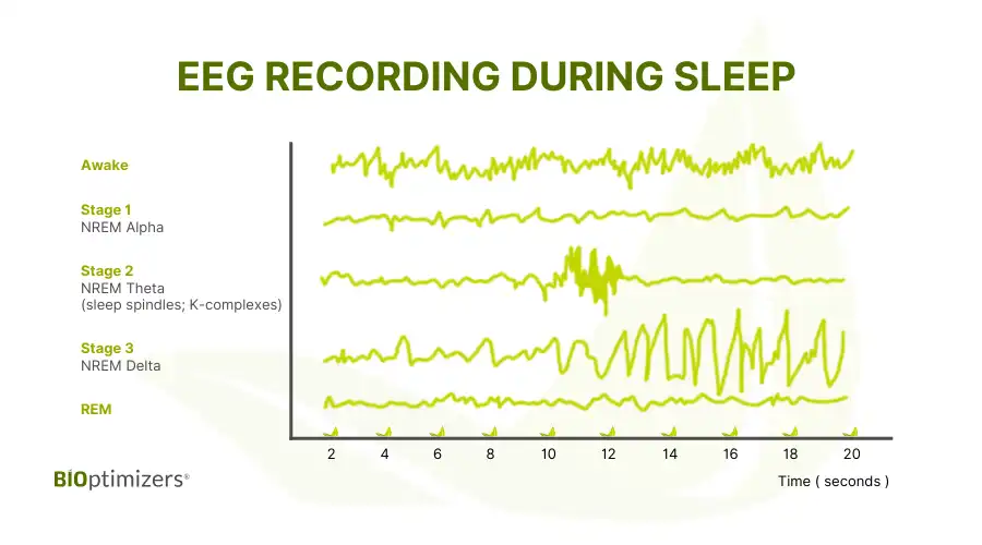 sleep-stages