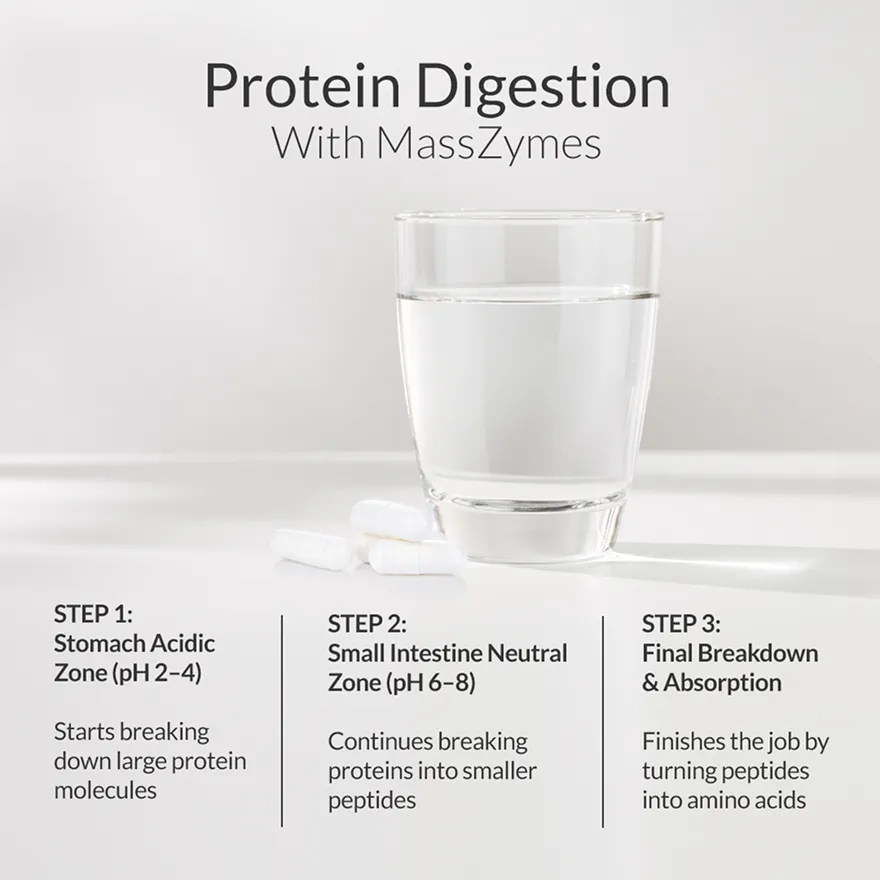 masszymes protein digestion
