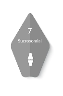 sucrosomial.webp