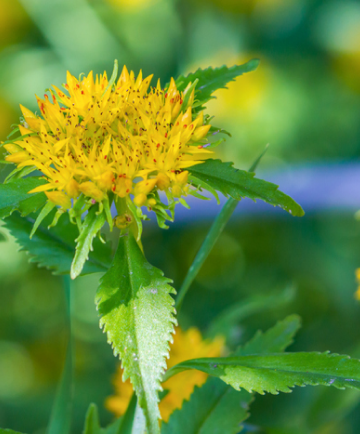 Rhodiola rosea