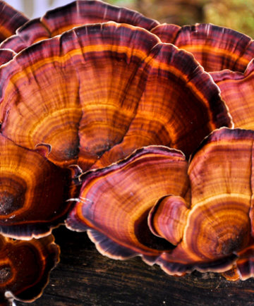 Ganoderma lucidum