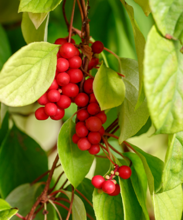 Schisandra chinensis