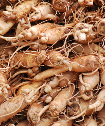 Panax ginseng